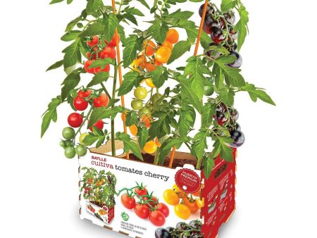 Cultivation Set Batlle Fresh Tomatoes 30 x 19,5 x 16,2 cm Online Hot Sale